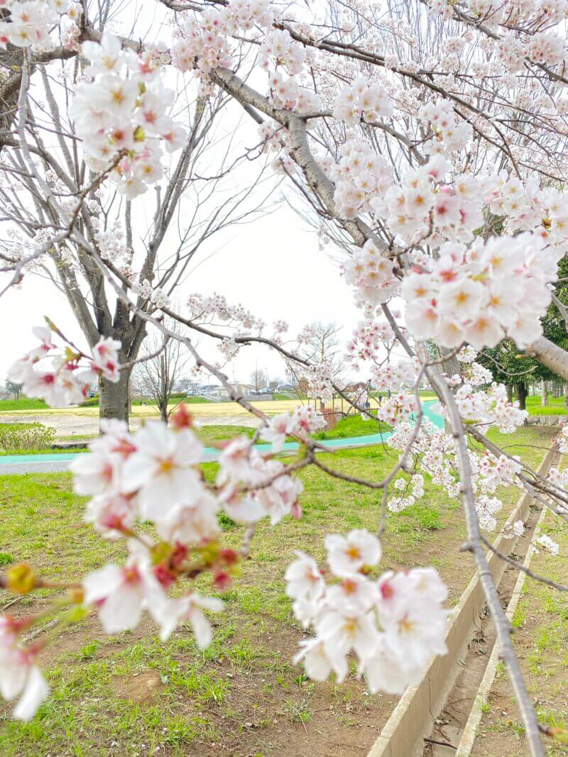 公園内にある桜を撮影した写真
