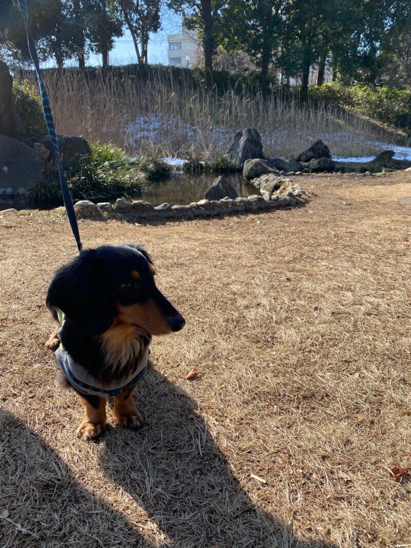 公園を散歩している愛犬君を撮影した写真